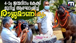 പോത്തിന്റെ ജന്‍മദിനം  കേക്ക് മുറിച്ച് ഉദ്ഘാടനം ചെയ്ത് വാര്‍ഡ് മെമ്പര്‍| Mathrubhumi News