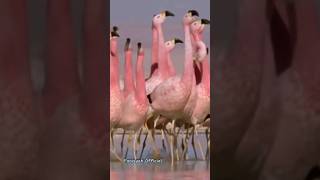 The sound of flamingos #shorts #bird #flamingoes #flamingobird #animalsounds