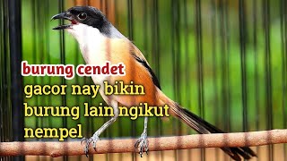 burung cendet gacor ny bikin burung lain ngikut nempel