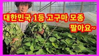 1등품 고구마 모종 팔아요~고구마심는시기 방법 고구마순 꿀고구마,밤고구마 베니하루카,까호박고구마