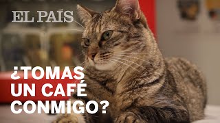 Valencia abre un 'cat bar' | España