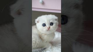 Cutest Scottish Fold kitten.🥺 #scottishfold