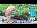 祕境拍照亂象多 荷花田主人下逐客令│中視新聞 20170527