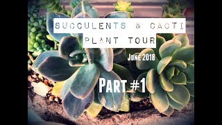 June 2018 SUCCULENTS \u0026 CACTI PLANT TOUR | Part #1