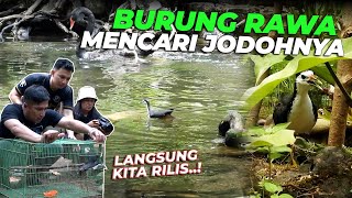 PAS BANGET..! DAPET HIBAHAN BURUNG AIR, SEMOGA BERJODOH YA