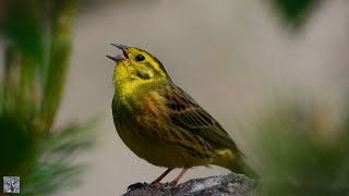 Yellowhammer song,Gulspurv sang,Обыкновенная овсянка пение,Emberiza citrinella call singin superzoom