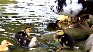 2015.04.25~新生小鴨17隻(黃色小鴨7隻) 2015.04.25~17 newborn ducklings (7 yellow ducklings)