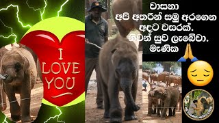 අපි විසින් බලගන්නා ලද උඩවලවේ සිටි වාසනා කෙල්ල අපේන් සමු අරගෙන අදට වසරක්, නිවන් සුව ලැබේවා.❤️ 🐘 🙏 😘