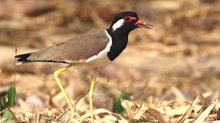 Red-wattled Lapwing Call | Birding in Thailand | นกกระแต้แวด