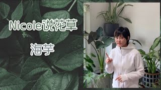 Nicole说花草—海芋 Alocasia