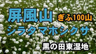 【岐阜県】屏風山のシラタマホシクサ～黒の田東湿地