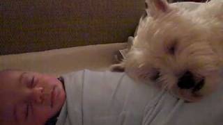 Westie Dog sleeps on baby!