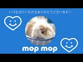 抱っこされて撫でられて可愛い声を出すモルモット　cute guineapig