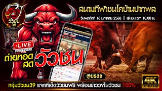 🔴LIVE วัวชนวันนี้ | สนามชนโคบ้านปากพล | วันที่ 16 ม.ค. 68 | วัวชน วัวชนสด ดูวัวชน วัวชนสดวันนี้