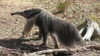 オオアリクイ (東山動植物園) 2019年1月22日