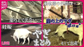 【やぎまとめ】ヤギが人気…　ペットで飼う人も/「ポニョ」妊娠…かつて“崖の上”のアイドル　地元からは祝福/「ポニョ」が母親に　カメラが捉えた新たな命の誕生　など （日テレNEWS LIVE）