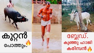 kalapoot video 🔥🔥🔥കൂറ്റൻ പോത്തും കുഞ്ഞു ഹാജി കരിമ്പൻ.(Blaid) ഈ രണ്ട് മല്ലന്മാരുടെ അടിപൊളി മത്സരം.