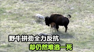 野狼群捕杀野牛，配合默契的高智商捕猎，把野牛活活追死【张叫兽说兽】