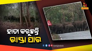 ରାସ୍ତା ପାର ହେଲେ ହାତୀ ; ଆତଙ୍କିତ ଲୋକେ | NandighoshaTV