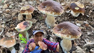 เก็บเห็ดผึ้งหวานดอกใหญ่ๆเห็ดหน้าแหล่ป่าเยอรมัน🇩🇪🍄19.7.21Sammersteinpilz