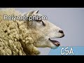 [CSA] Polymorphism