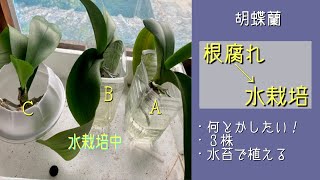 2023年9月15日　胡蝶蘭《根腐れ→水栽培》　元気になった株を植えたい　水苔？バーク？　贈答品3株　水苔の植え方（詳しく説明）　根冠と気根　初心者さんから相談リクエスト