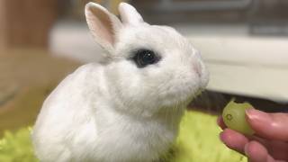 Cutest Moment: Paralyzed Bunny Eating a Shine Muscat Grape