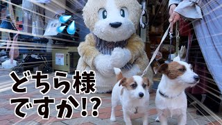 【検証】犬のキャラクターに愛犬たちはどんな反応をするのか/ジャックラッセルテリア/多頭飼い