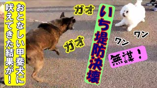 【無謀、甲斐犬に挑んだビジョンフリーゼ】ひさしぶり、喧嘩買いました-　甲斐犬いち