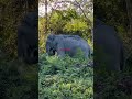 huge elephant spotted in assam forest