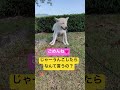 うんこはトイレでするんだよ？わかってるの？ きしゅうけん 犬 しば 保護犬 散歩 peco きしゅうけん 全力坂 いぬ散歩 癒し イヌ