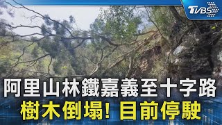 阿里山林鐵嘉義至十字路 樹木倒塌! 目前停駛｜TVBS新聞 @TVBSNEWS02