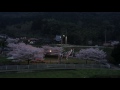 桜と鯉のぼり〜cherry blossoms and carp streamers