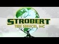 Tree Care Clifton Heights PA - 610-364-5116 - Arborists at Strobert Tree LLC