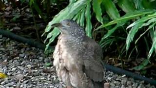 Black crested bittern(黑冠麻鷺) swallows a lizzard