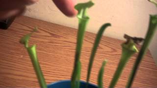 Sarracenia Flava growing