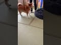 柴犬福 おばあさんにキレる柴犬 遊び 😂 angry dog joke 柴犬 tiktok shorts shibainu cute かわいい funny animal dog