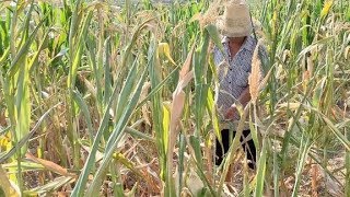 实拍河南驻马店多地严重干旱，玉米大面积绝收，农民该怎么办？