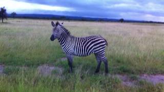 LooK Tanzania Safaris,zebra