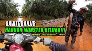 Casting Haruan Musim Banjir memang PADU | Gasak habis - habisan!!!