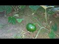 ৰঙালাও খেতি কেনেকৈ কৰা হয় ronga lao kheti kenekoi kore pumpkin farming in assam