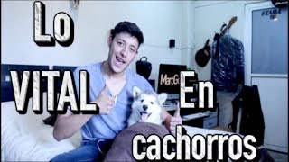 Lo que DEBES SABER al TENER un PERRO, Primeros Pasos - MartGon