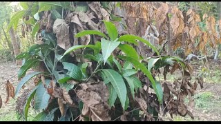 आम के पेड़ को पाले ,सर्दी से कैसे बचाएं | how to protect Mango trees from winter frost