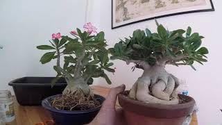 je coupe le caudex de mon adenium PARTIE 2