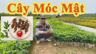 Cây Móc mật/Cây gia vị không thể thiếu/chỉ từ 20k/1 cây/nhavuondiepnhung.com