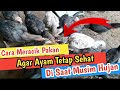 Rahasia Pakan Ayam agar Tetap Sehat | Pakan Berkhasiat Saat Musim Hujan