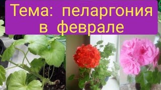 Пеларгония в феврале./обновляем, черенкуем, обрезаем,прищипываем/