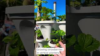 Growing Strawberries in Florida February Vertical cardenning