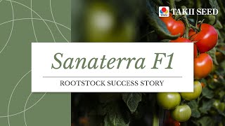 How Sanaterra rootstock transforms organic growing | Tabos Eco \u0026 Sjaak van Spronsen's success story