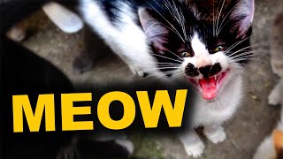 are kittens hard to take care of ? | kittens meowing | kitten sounds | kittens playing